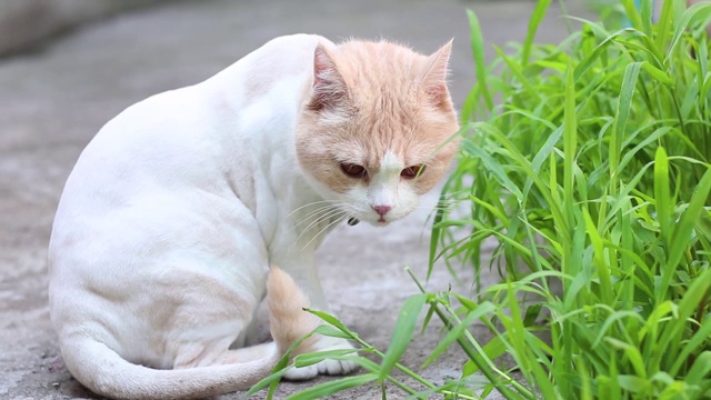 美丽的修剪苏格兰折猫或Felis猫品种猫与白色红色的眼睛吃草的自然。猫嚼天然维生素。英国短毛猫。视频下载