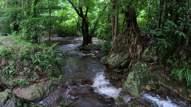 雨林中的小溪和流水视频素材