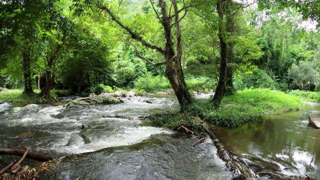 雨林中的小溪和流水视频素材