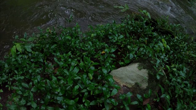 雨林中的小溪和流水视频素材