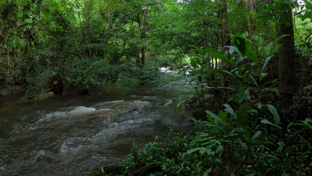 雨林中的小溪和流水视频素材