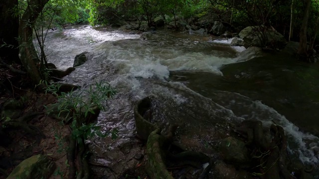 雨林中的小溪和流水视频素材