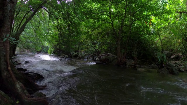 雨林中的小溪和流水视频素材