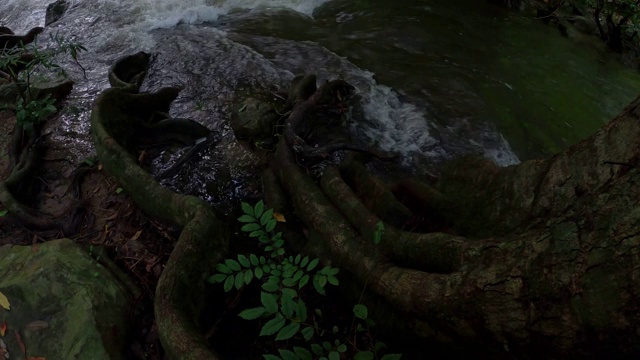 雨林中的小溪和流水视频素材