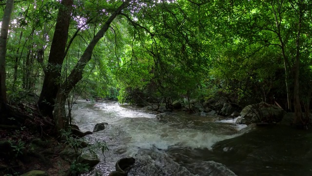 雨林中的小溪和流水视频素材