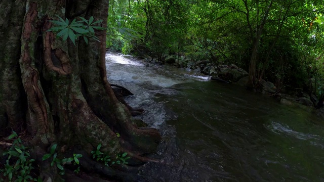 雨林中的小溪和流水视频素材