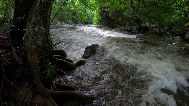 雨林中的小溪和流水视频素材