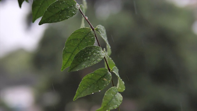 慢动作近距离锁定的雨滴落在树叶上的镜头视频素材