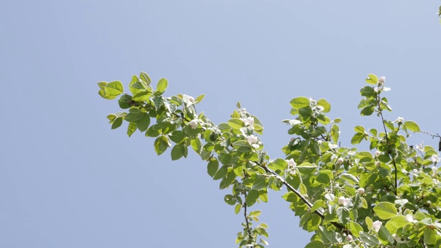 春花长圆形，迎着蓝天缓缓莫动视频素材