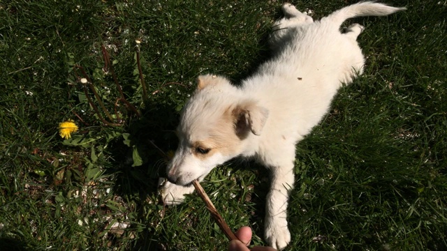 在花园里与白色家犬玩耍的特写慢镜头视频素材