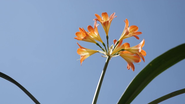 Clivia miniata的特写，对抗蓝天4K视频素材