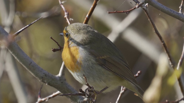 鸟——欧洲知更鸟(rubecula)坐在灌木丛的树枝上，阳光明媚的秋天早晨。视频素材