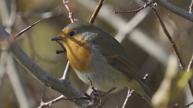 鸟——欧洲知更鸟(rubecula)坐在灌木丛的树枝上，阳光明媚的秋天早晨。视频素材