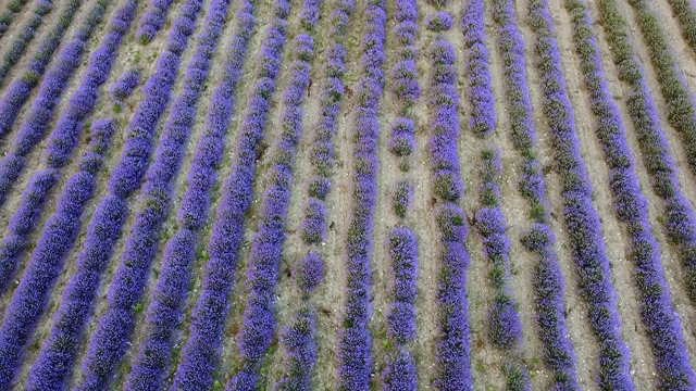 薰衣草种植园在田野上成行地种植。鸟瞰图视频素材