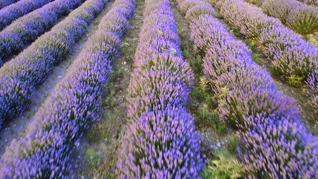 田野上成排的薰衣草，夏天薰衣草开花。鸟瞰图视频素材