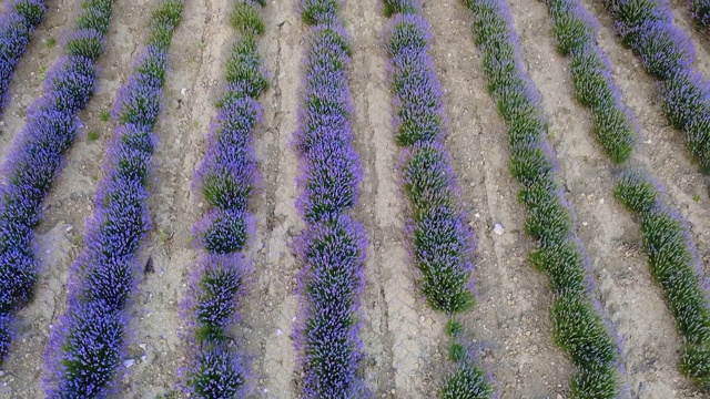 田野鸟瞰图种植薰衣草植物与紫色的花视频素材