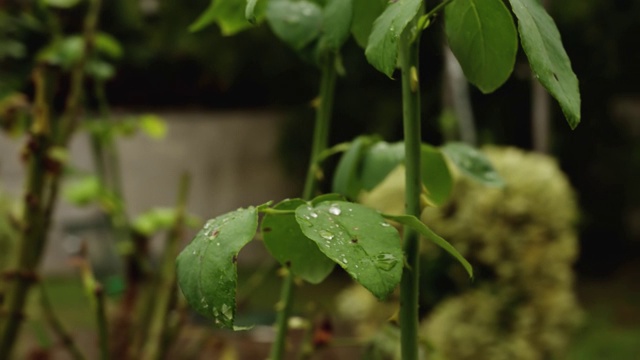 带露珠的叶子细节视频素材