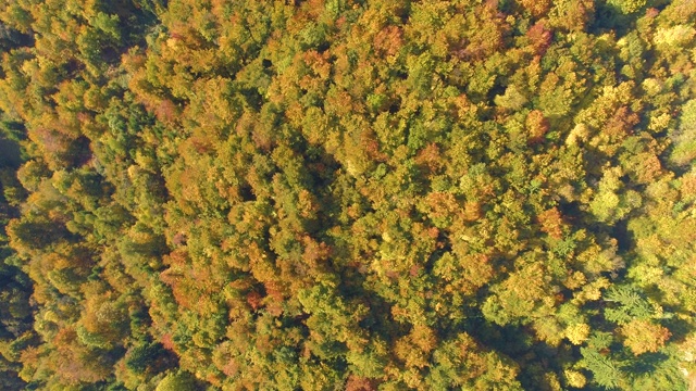 从上到下:在斯洛文尼亚Kranjska Gora，令人惊叹的深秋彩色树林。视频素材