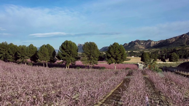 西班牙穆尔西亚地区Cieza La Torre的桃花视频素材