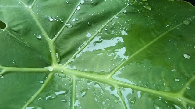 雨滴落在青铜的叶子上感觉像是在等待视频素材