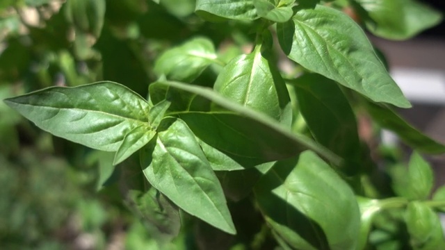 甜罗勒植物。视频素材