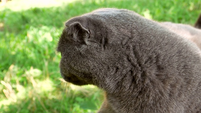 街上的灰色苏格兰折耳猫。家养苏格兰猫。英国的猫品种。橙色的眼睛。宠物。猫科动物的捕食者。街上的动物。帮助动物。绿色的草。视频。视频素材