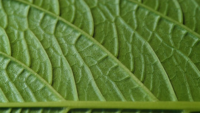 叶表面的细胞结构图，显示植物细胞的教育。树叶在微距拍摄背景。带有纹理和图案的植物或树木的亮绿色叶子。视频素材