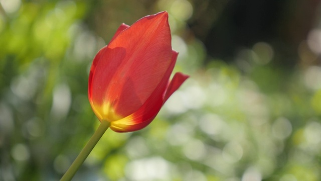 慢镜头红色郁金香百合植物特写视频素材