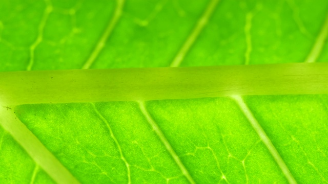 叶表面的细胞结构图，显示植物细胞的教育。树叶在微距拍摄背景。带有纹理和图案的植物或树木的亮绿色叶子。视频素材