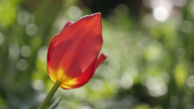 慢镜头红色郁金香百合植物特写视频素材