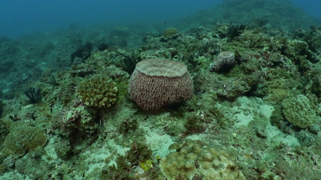 台湾海底珊瑚礁的海绵视频素材