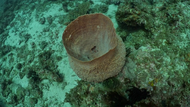 海底巨大的海绵视频素材