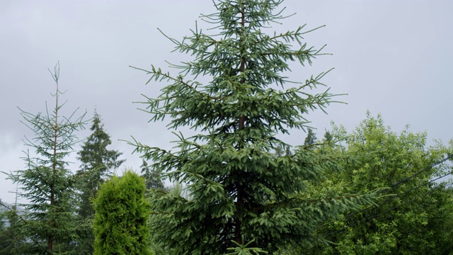 雨中苍翠的松树林透过树林可见。慢动作视频素材