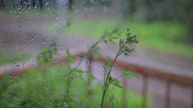 外面，一棵小的绿色植物在雨中站在窗台上。视频素材