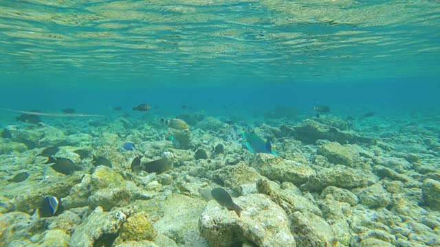 在浅深度的水下射击可见海洋生物视频素材