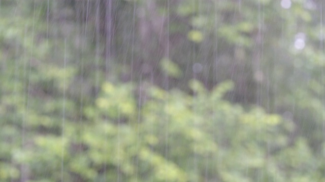 屋外的草坪上下着大雨视频素材