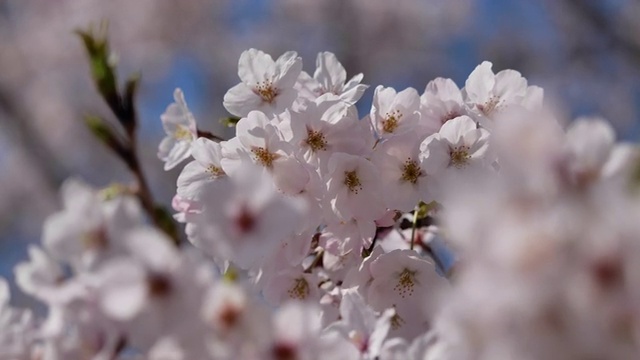 樱花视频素材