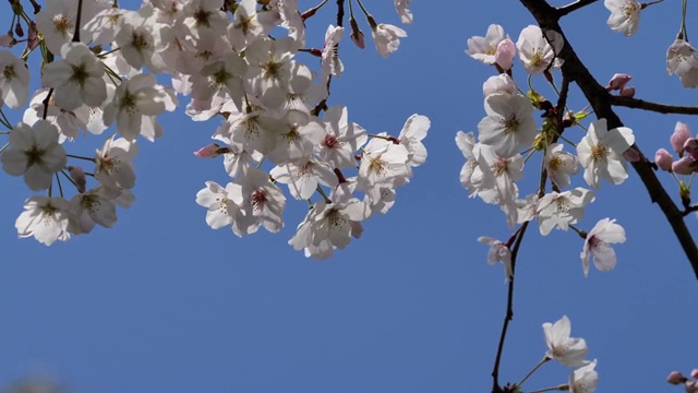 樱花视频素材