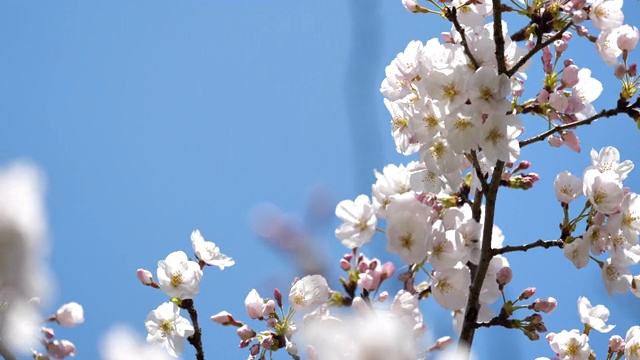 樱花视频素材