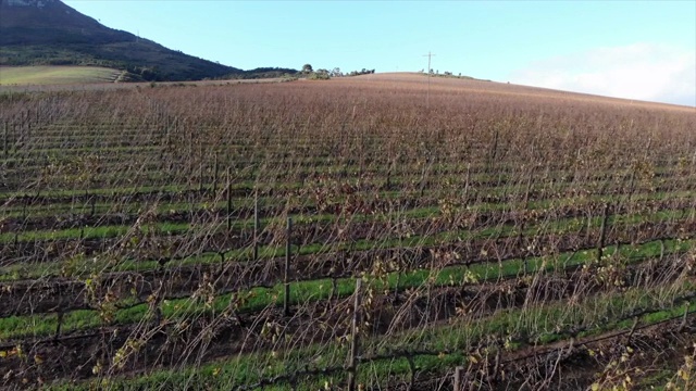 南非Stellenbosch附近葡萄园的无人机镜头视频素材