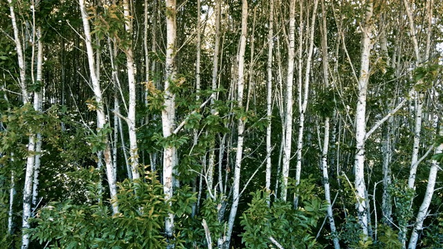 卡车飞快地驶过一片小树林视频素材