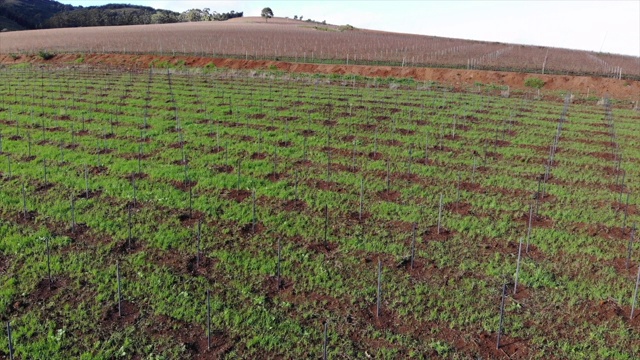 南非Stellenbosch附近葡萄园的无人机镜头视频素材