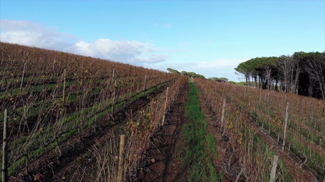 南非Stellenbosch附近葡萄园的无人机镜头视频素材