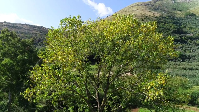 茂密森林里的一棵大树的树冠视频素材