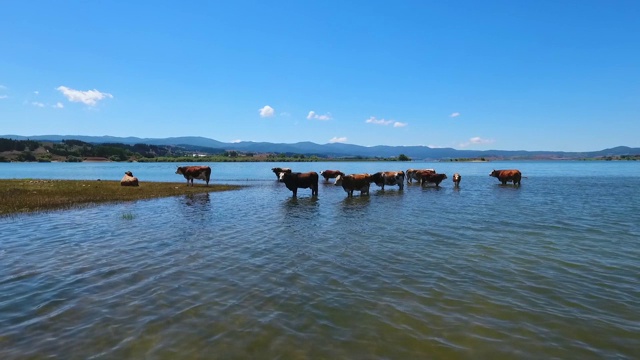 奶牛在湖边洗澡视频素材