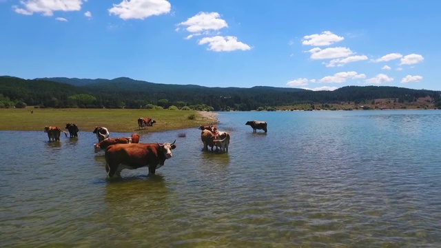 奶牛在湖边洗澡视频素材