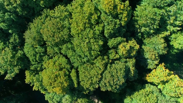 山毛榉树视频素材