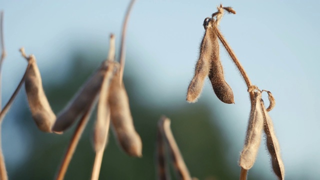 地里的大豆准备收割了。在炎热的夏日里，豆子变成了干熟的豆荚视频素材