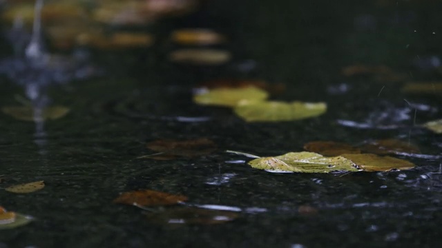 秋叶在雨中的水坑里视频素材