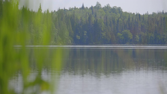 在湖的植物与森林在后面的背景/聚焦森林/缓慢的平移视频素材